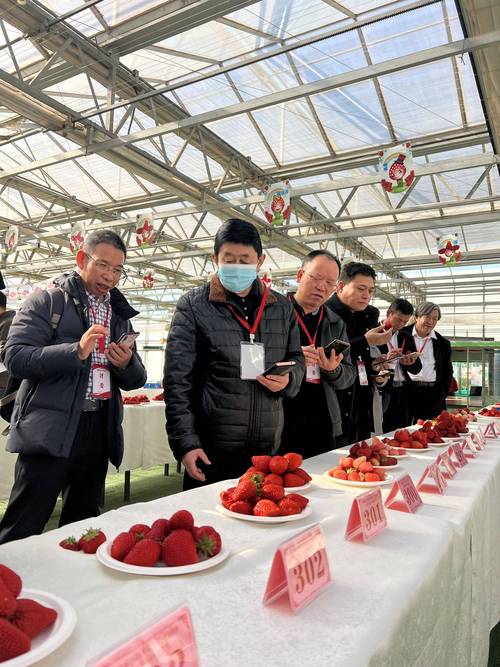 北京草莓产量突破2000万公斤 多个新品种首次上市 网络推广助力产业升级